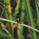 Image of Ceriagrion Selys 1876