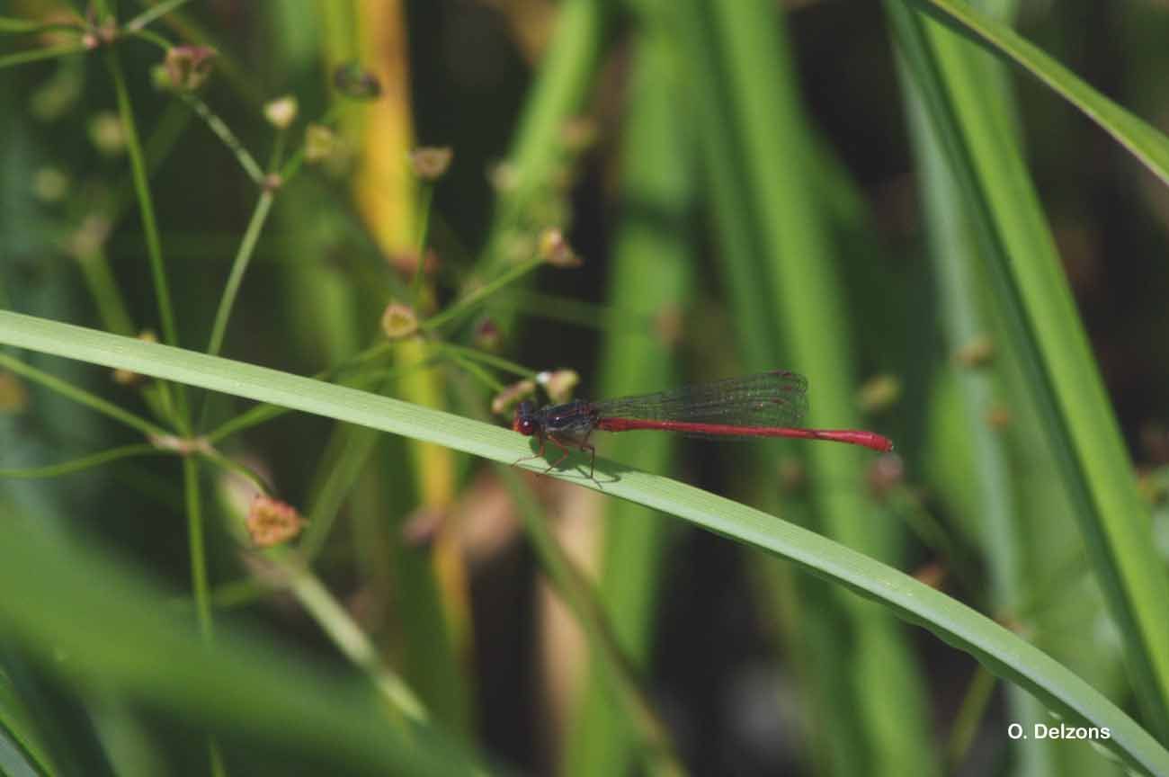 Image of small red damselfly