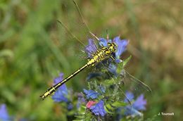 صورة Gomphus simillimus Selys 1840