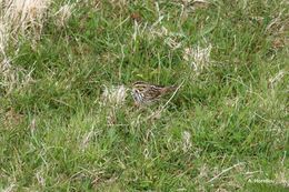 Image of Savannah Sparrow