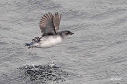 Image of South Georgia Diving Petrel