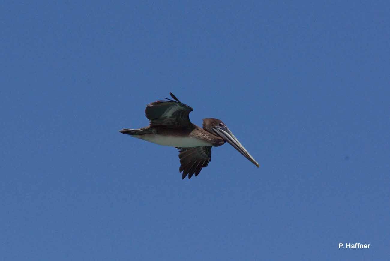 Image of Brown Pelican