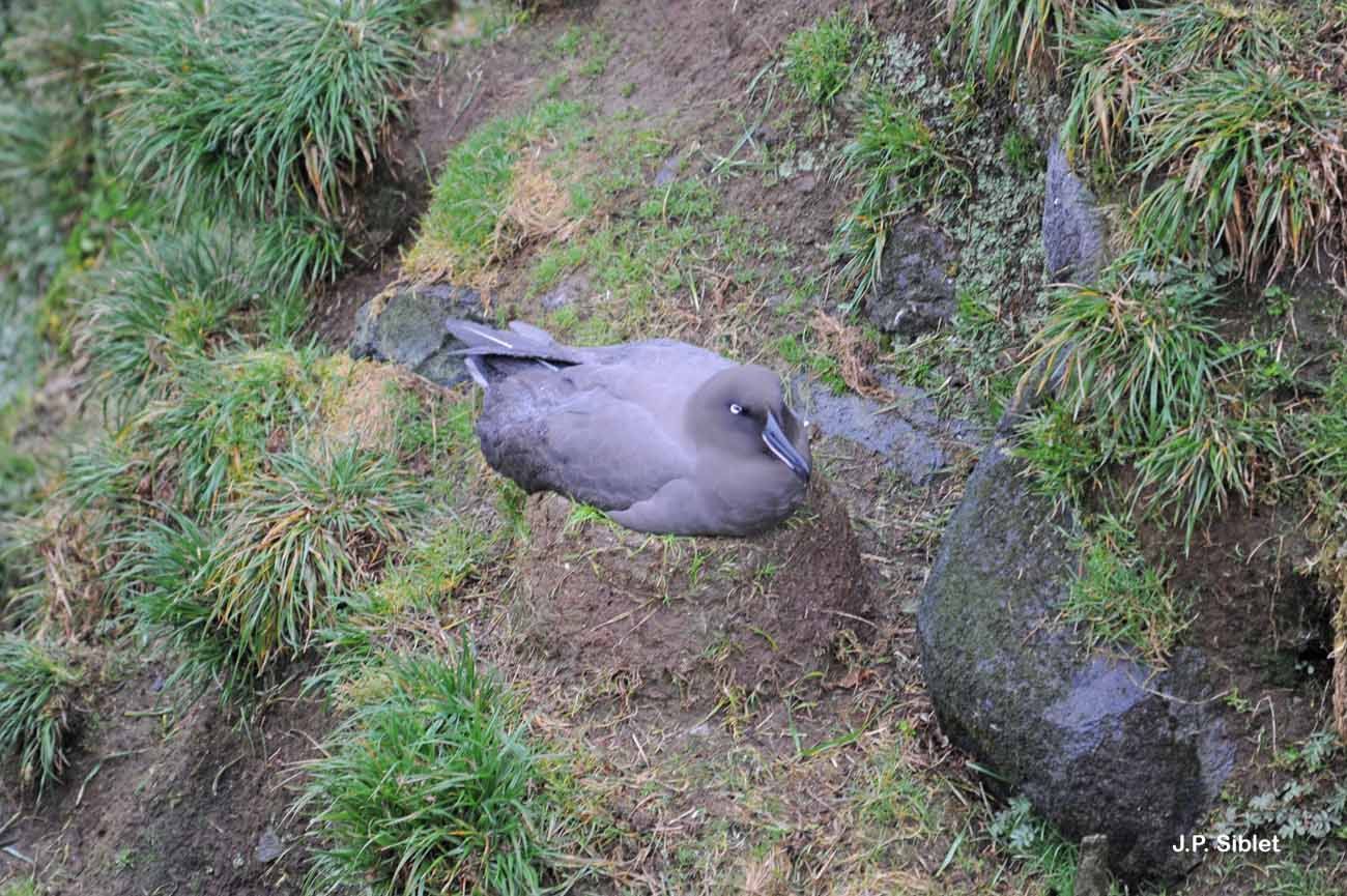 Image of Dark-mantled Sooty Albatross