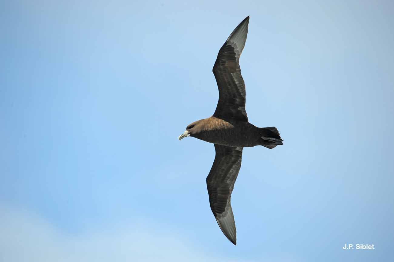 Image of White-chinned Petrel