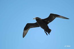 Image of White-chinned Petrel