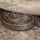 Image of Seoane's Viper