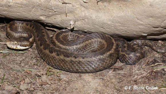 Image of Seoane's Viper