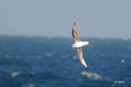 Image of White-headed Petrel