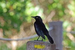 Image of Carib Grackle