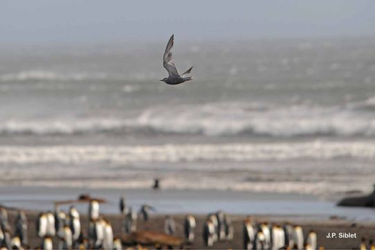 Image de Sterne de Kerguelen