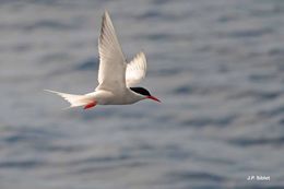 Image of Antarctic Tern