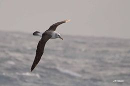 Image of Shy Albatross