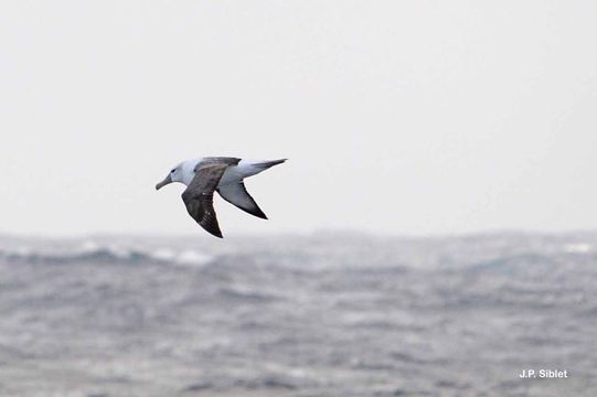 Image of Shy Albatross