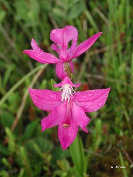 Image of tuberous grasspink