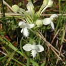 Image de Platanthera blephariglottis (Willd.) Lindl.