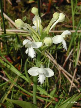 Image of white fringed orchid