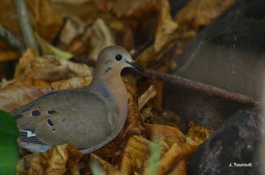 Image of Zenaida Dove