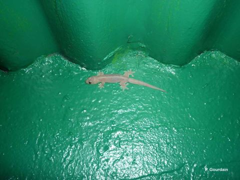 Image of Mutilating Gecko