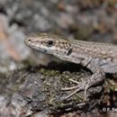 Image of Columbretes Wall Lizard