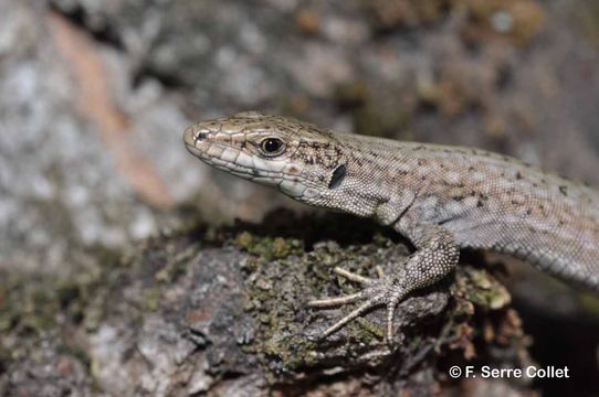 Image of Columbretes Wall Lizard