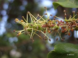 Plancia ëd Ceratonia siliqua L.