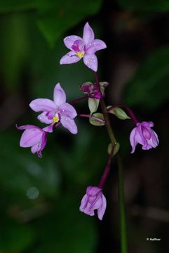 Sivun Spathoglottis plicata Blume kuva