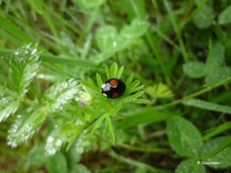 Image of Harlequin Ladybird