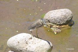 Image of Green-backed Heron