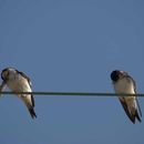 Image of House Martins