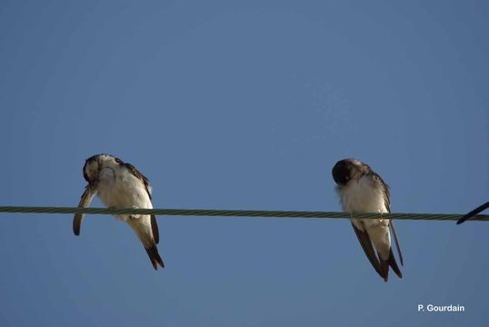 Image of Common House Martin