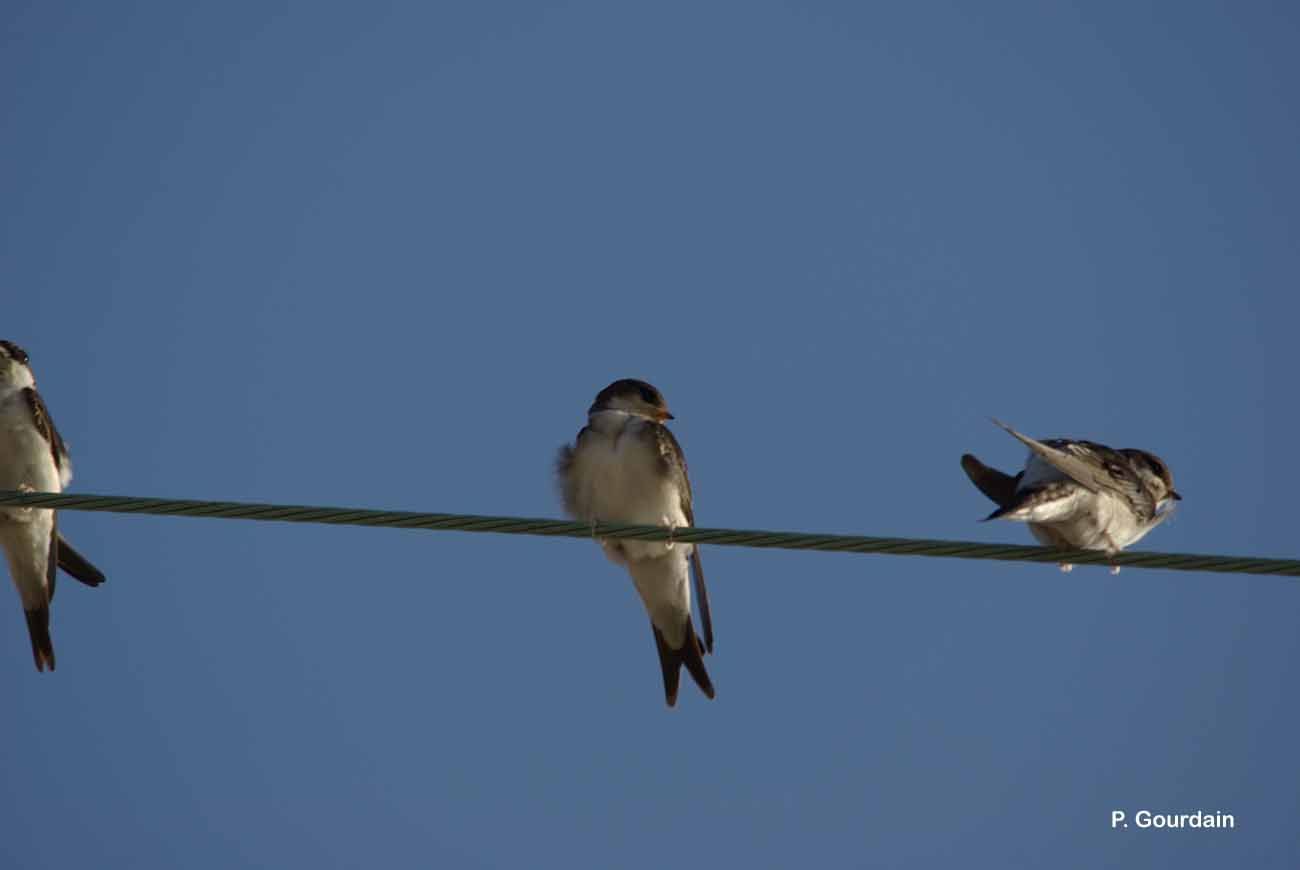 Image of Common House Martin