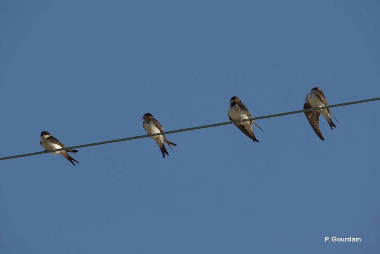 Image of Common House Martin