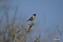 Image of African Stonechat