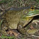 Image of <i>Lithobates catesbeianus</i> (Shaw 1802)