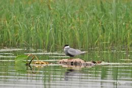 Image of Whiskered Tern