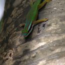 Image of Reunion Island ornate day gecko