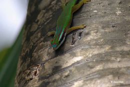 Image of Reunion Island ornate day gecko