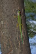 Image of Reunion Island ornate day gecko