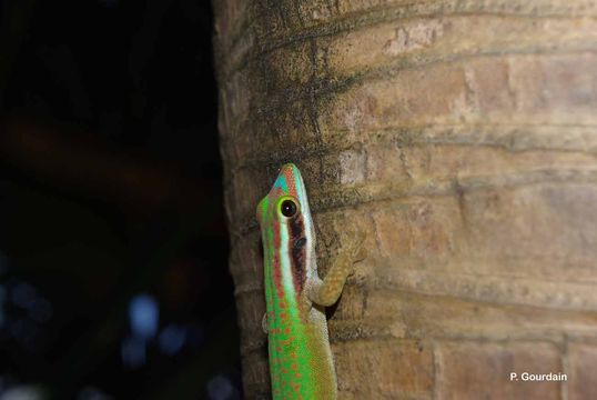 Image of Reunion Island ornate day gecko