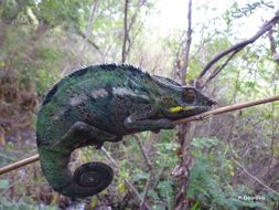 Image of Panther Chameleon