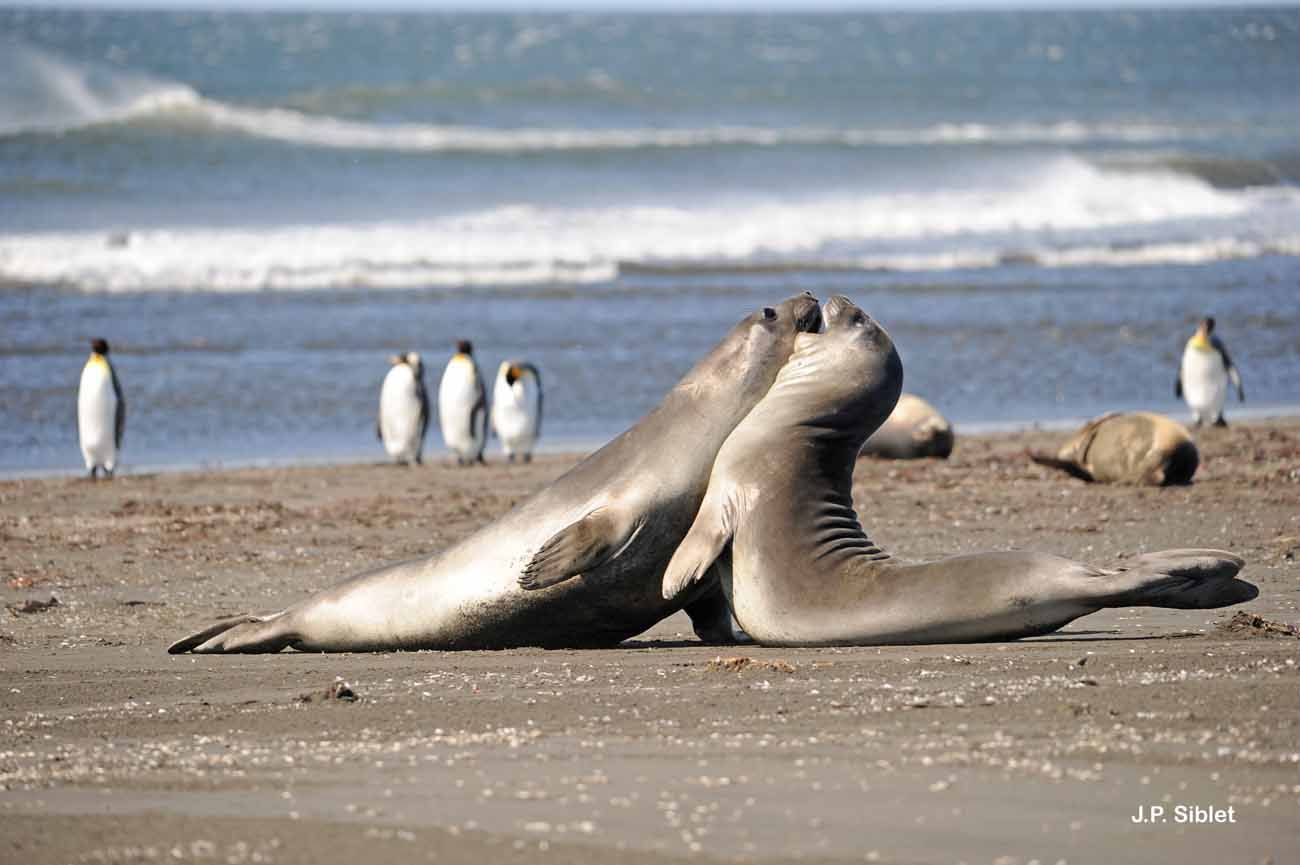 Image of South Atlantic Elephant-seal