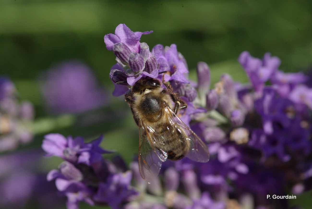 Image of Honey bee