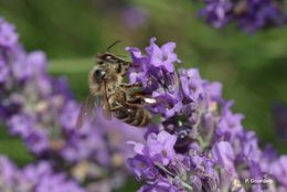 Image of Honey bee