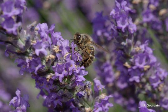 Image of Honey bee