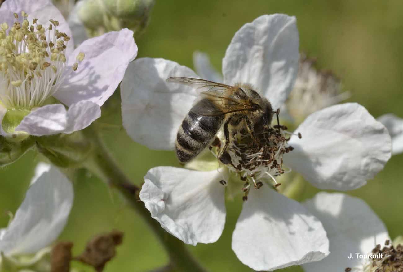 Image of Honey bee