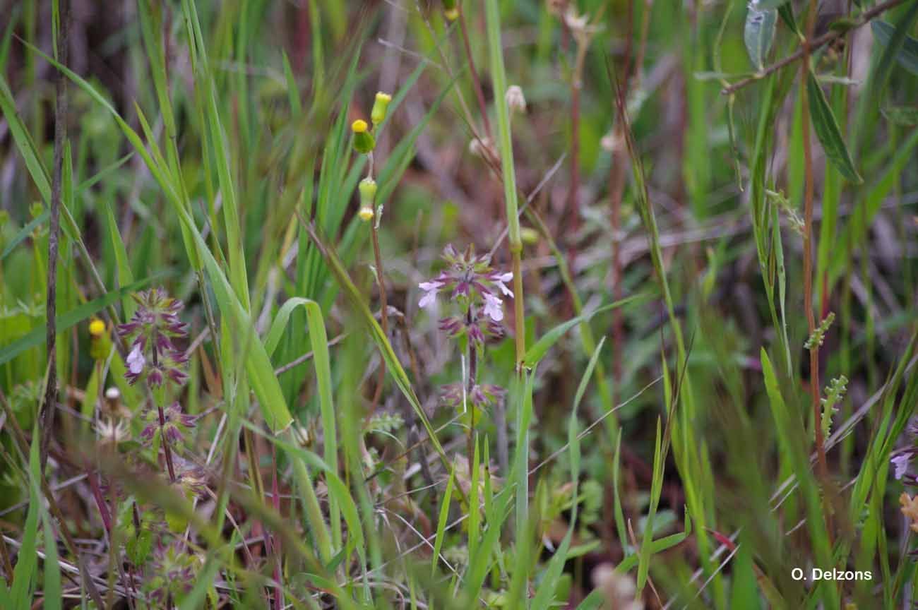 Image of field woundwort