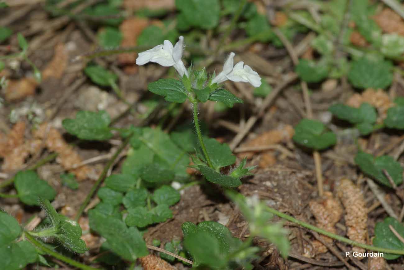 Слика од Stachys corsica Pers.