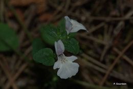 Слика од Stachys corsica Pers.