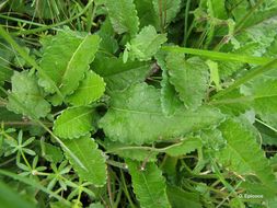 Слика од <i>Stachys officinalis</i> (L.) Trevis.