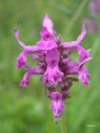 Слика од <i>Stachys officinalis</i> (L.) Trevis.